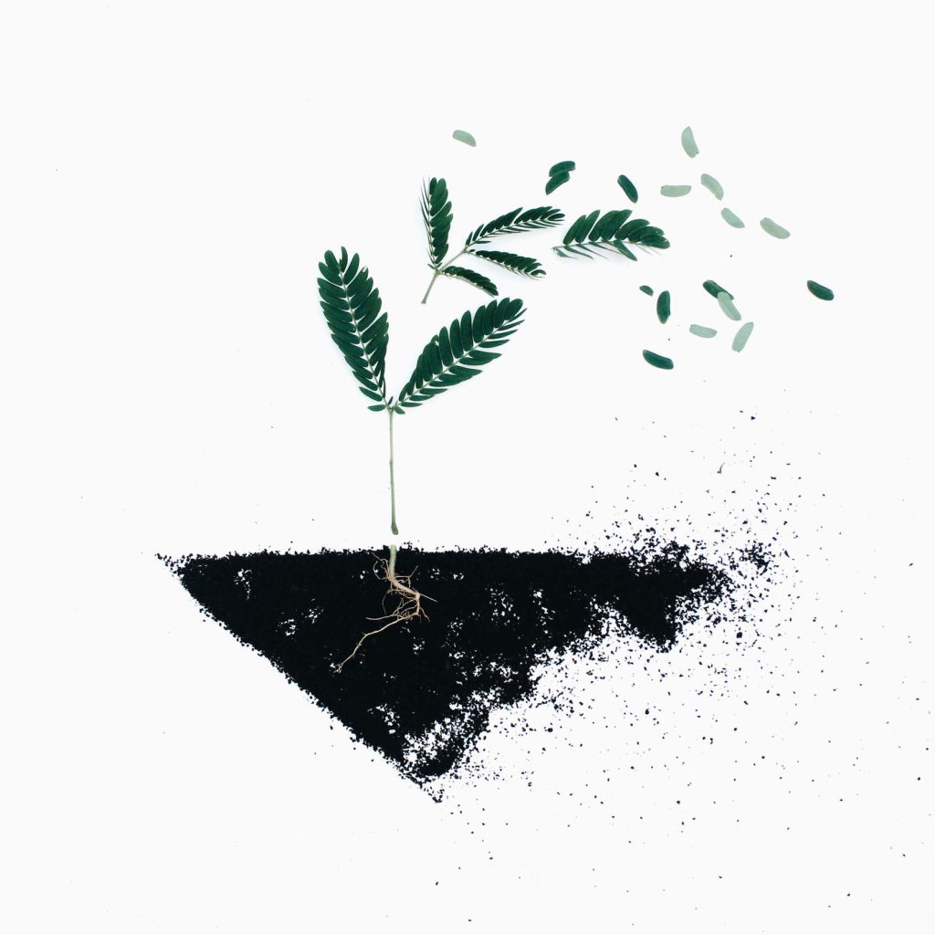 Thinking about our roots